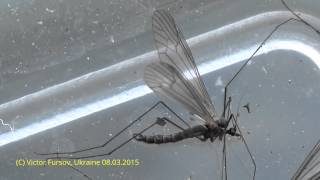 preview picture of video 'Зимние Комарики Trichoceridae, Diptera Роятся в Киеве Украина 08.03.2015'