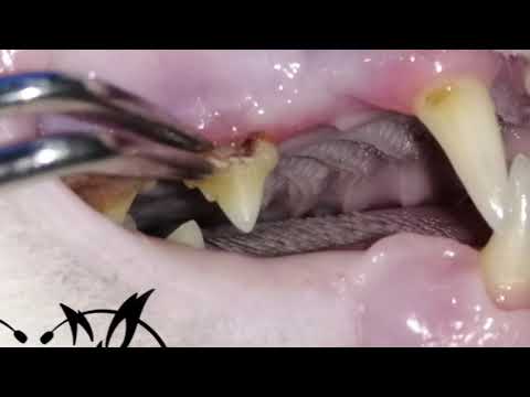 Feline Dental Extractions Periodontal Disease