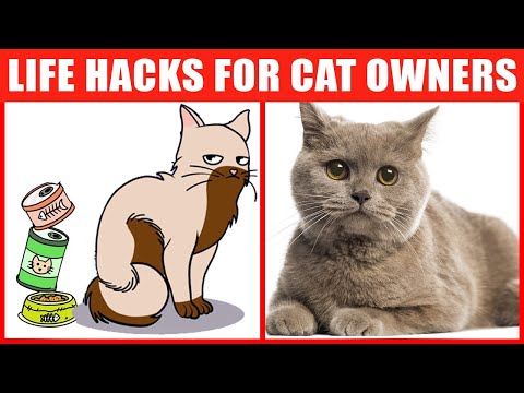 24 Awesome Cat Life Hacks That Every Pet Owner Should Know