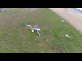 2 Seagulls Fighting