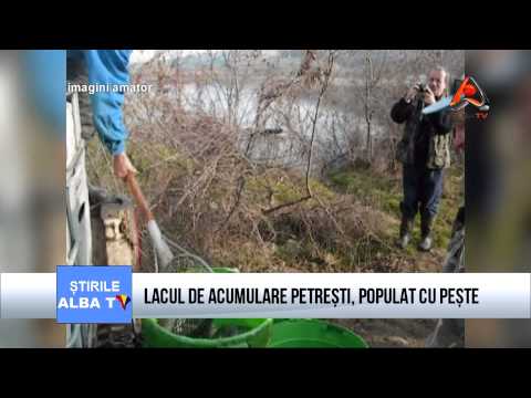 LACUL DE ACUMULARE PETRESTI  POPULAT CU PESTE