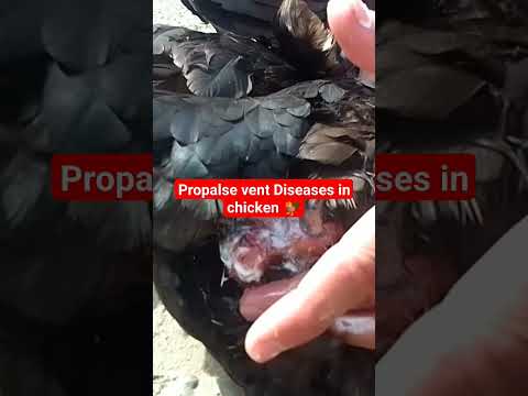 , title : 'propalse vent diseases in chicken 🐓.|flagyl injection+Clozox H past|#desipoultryfarm'