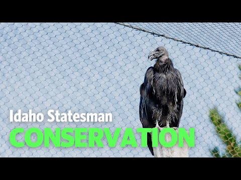 What Is The World Center For Birds Of Prey?