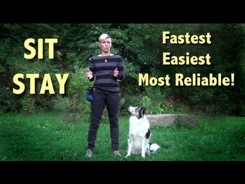 The easiest, most reliable SIT STAY  -  sit stay training! sit stay fun! Video