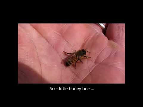 Včelička  (a little honey bee)
