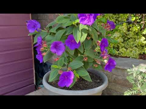 Success at last! Tibouchina growing in the UK - can you help with any advice? #gloryflower #flowers