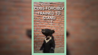 Cubs FORCIBLY Trained to Stand