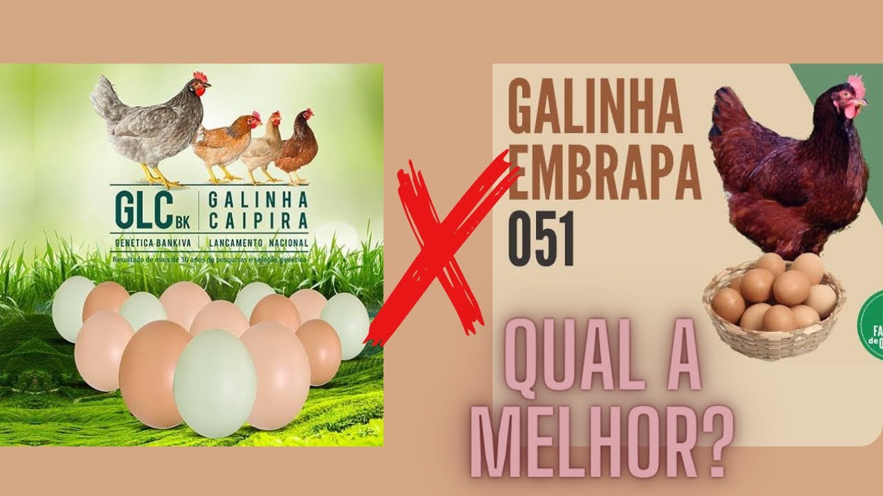 Qual a melhor poedeira GLC ou EMBRAPA 051