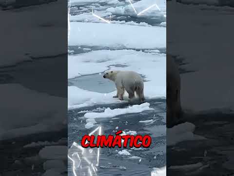Te acuerdas de los osos polares? Ya están extintos