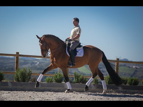 **SOLD** 183cm Piro-Free FEI prospect (REF#257)