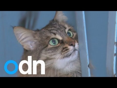 Stray cat 'saves' Russian baby's life