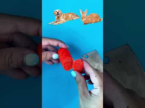 con thỏ hay con chó #shorts #shortsvideo #short #shortvideo