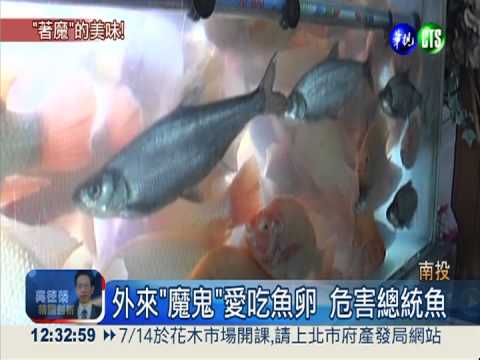 "魔鬼魚"細嫩Q彈 多吃救總統魚
