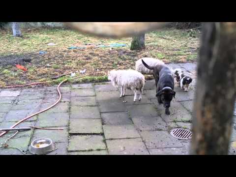 Schaf besteigt Hütehund