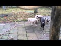 Schaf Besteigt Hütehund