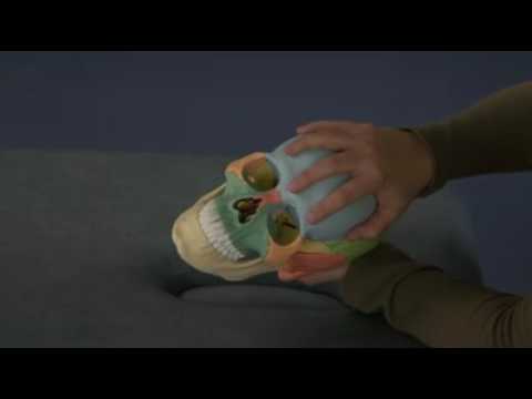 Vault and Fronto Occipital Hold