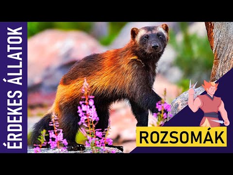 ROZSOMÁK | Állatok gyerekeknek | Ismeretterjesztő | Természetfilm | Magyar szókincs bővítése