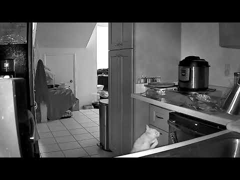 Cat Jumps on Kitchen Counter and Gets Spooked by Tin Foil - 1321554