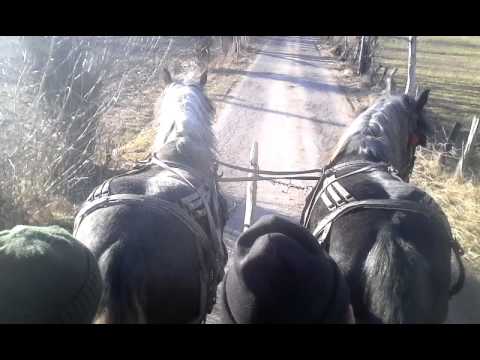 Cai lui ghita de la Rosia