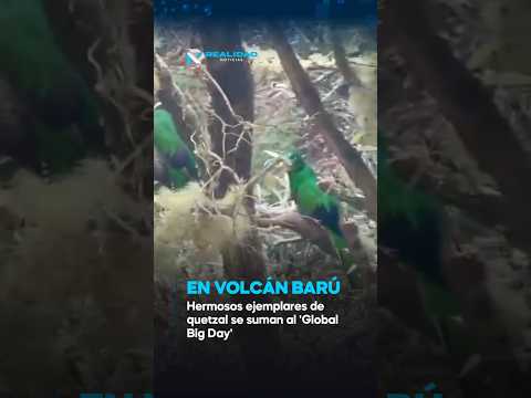 'Global Big Day' en Panamá: Quetzales en Volcán Barú.