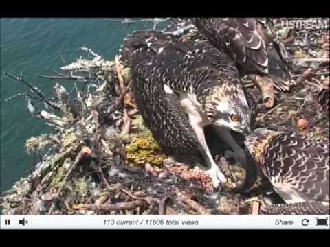 Tug of war with osprey chicks