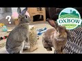 Rabbits Try New OXBOW Toy: Bamboo Pouch