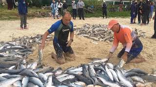 Pesca da tainha - Praia dos Ingleses - Florianpolis