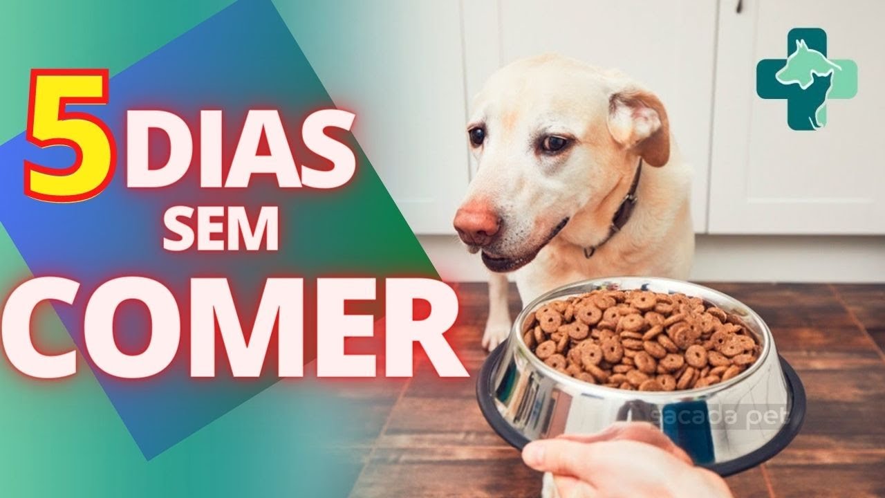 Meu cachorro não come a 5 dias Não come nada!