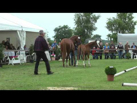 Sudweyher Fohlenschau 2013 - Kat.-Nr. 19