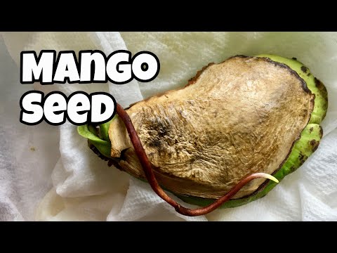 Growing Mango From Seed - Germination To Week 9