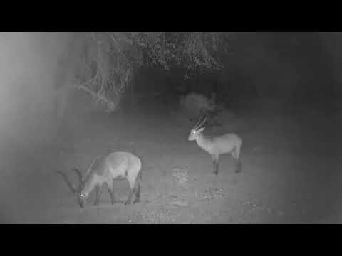 Djuma: Male Waterbucks drink at pan, then back to rest in Open Area - 20:17 - 10/09/2022