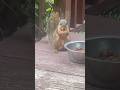 Ballsy squirrel
