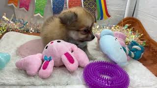 ハーフ犬の動画01