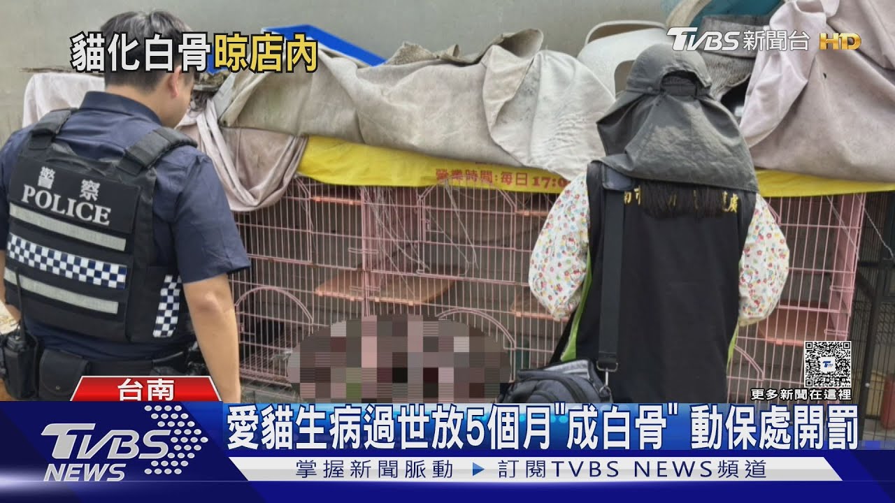 4貓生病過世竟放到「成白骨」 飼主歉:想埋但忘了