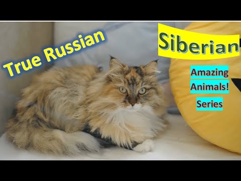 Siberian Cat facts 🐈 Pet Cats 🐈‍⬛ Siberian Forest Cat 🐱