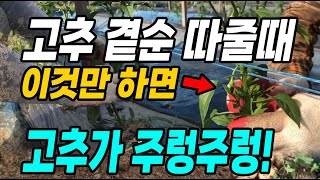 고추곁순 따줄때 이것도 같이 해줘야 고추가 주렁주렁! 고추 다수확하는 꿀팁