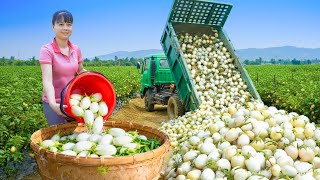 450 Days Harvesting Many Thai Eggplants Goes to Countryside Market Sell | Phuong Farm Life