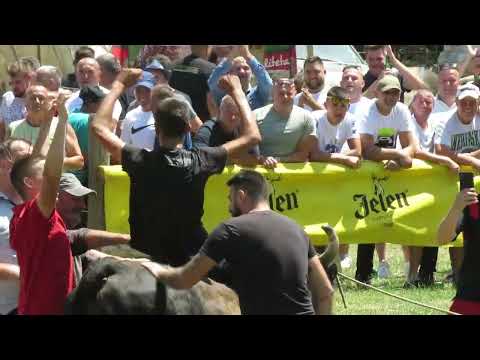 Najluđe slavlje na Koridi - Kakvi Španci :) Bosna je to