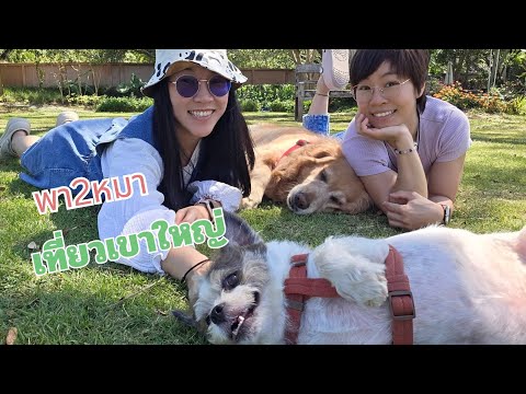 พา 2 หมาเที่ยวเขาใหญ่