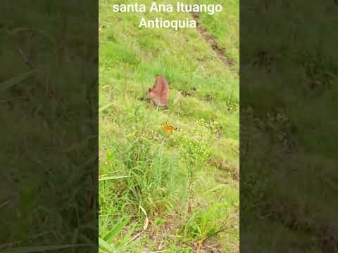 avistamiento puma 🐆 Santa Ana Corregimiento  Ituango Antioquia 🐆 límites con el municipio de Peque