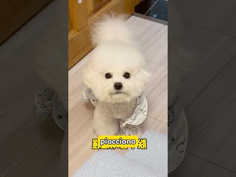 Rifiutato dal cucciolo adorabile!