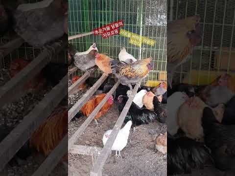 , title : '한국토종닭  겨울에 서로를 배려하는 모습이 아름다워라~#shorts Korean native chickens are so considerate of each other.'