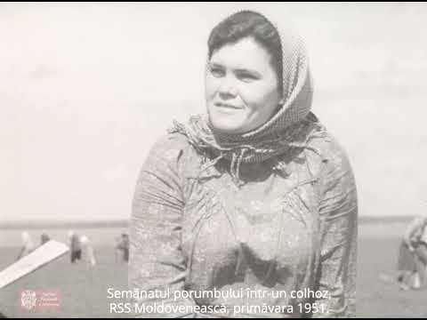 Semănatul porumbului, RSS Moldovenească, 1951.