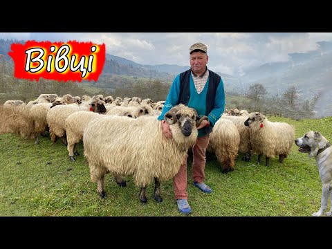 Румунські вівці в Карпатах 2021