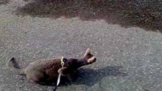 preview picture of video 'Cornish Rex meets a wild Crow, face to face'