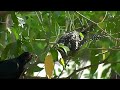 Mating Dance Action of Koel Male & Female ...
