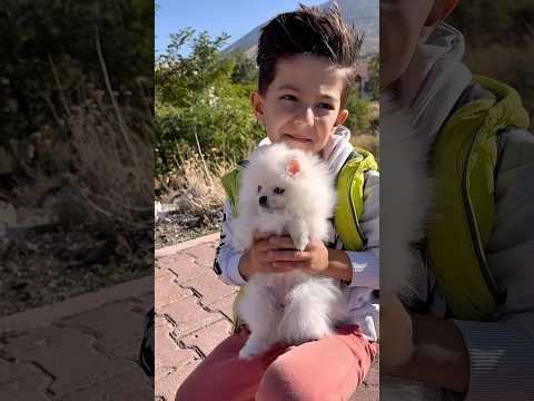 little dog followed kid home 🥹👻♥️#shorts