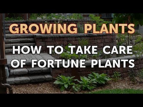 How to Nurse a Dying Ivy Plant Back to Life