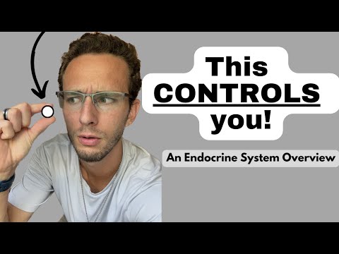 The Endocrine System: Hormones and Their Roles in the Body