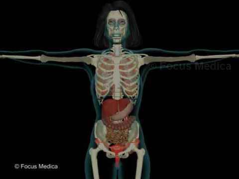 Skeletal and Muscular system - Junior Animated Atlas - Spanish
